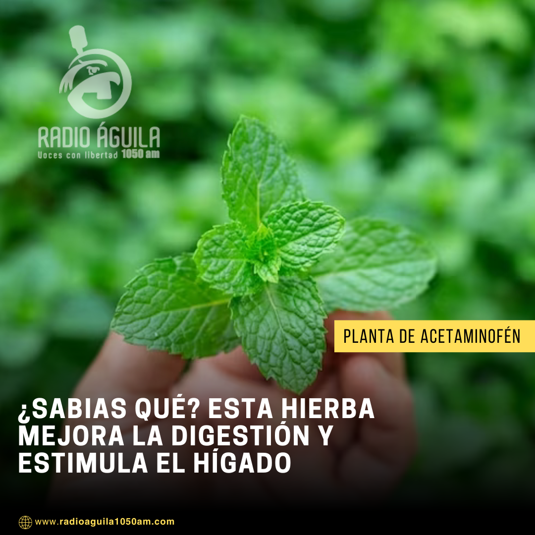 Planta De Acetaminof N Beneficios Digestivos Y Para El H Gado